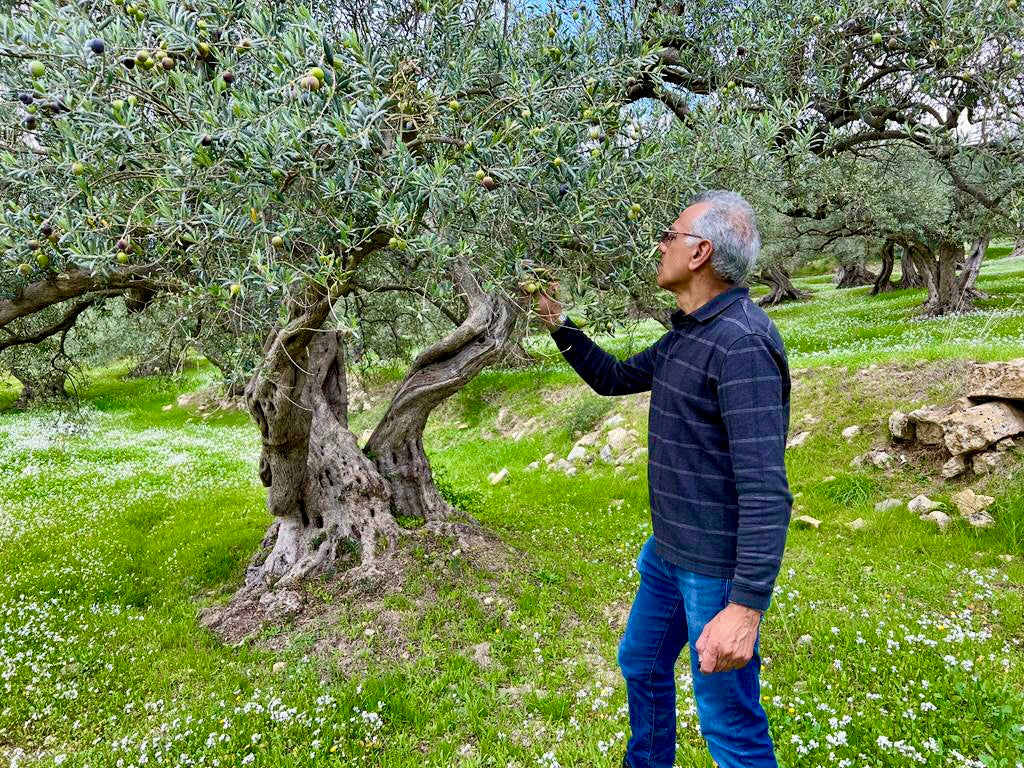 The Incredible Giving Olive Tree – a pictorial guide to its many personalities, by Dilip Daya