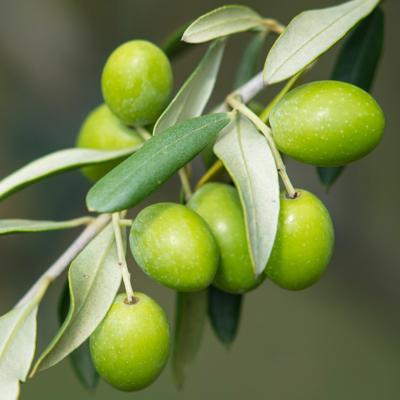 Italian Coratina - Extra Virgin Olive Oil