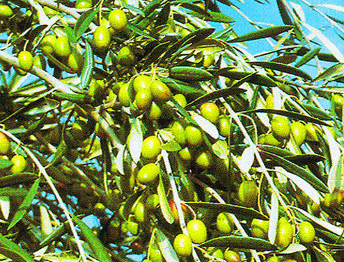Spanish Picual - Extra Virgin Olive Oil