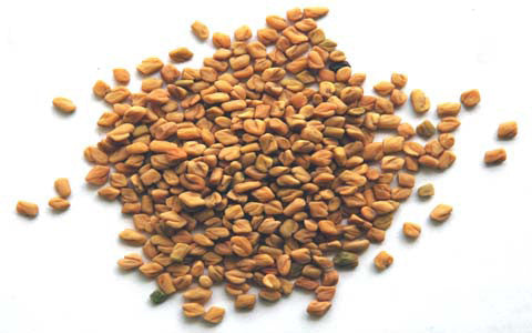 Brown Fenugreek Seeds - Spice