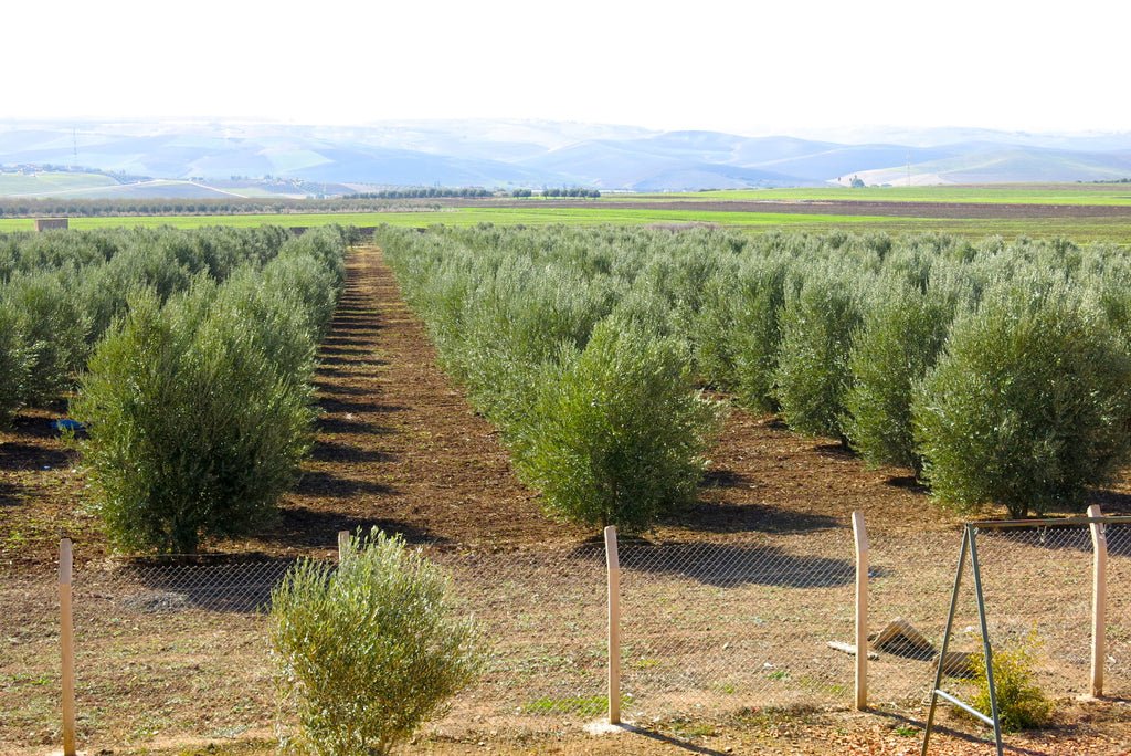 Moroccan Blend - Extra Virgin Olive Oil